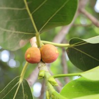 Ficus benghalensis L.